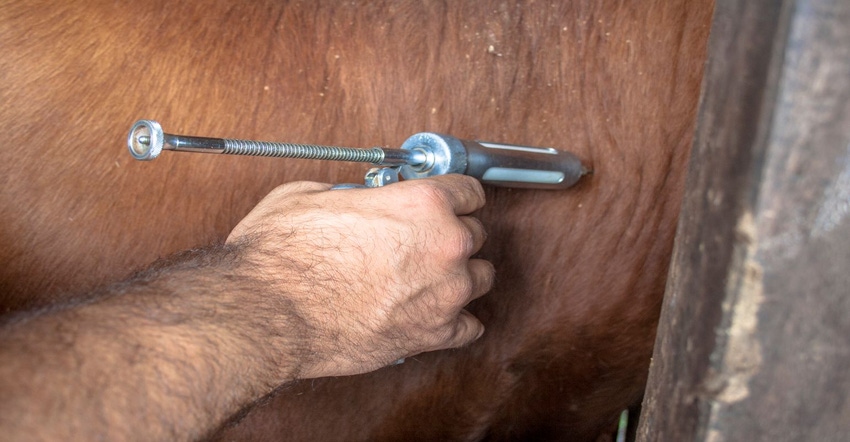 7-25-22 shot in cattle GettyImages-876276220 (2).jpg 7-25-22 shot in cattle GettyImages-876276220 (2).jpg