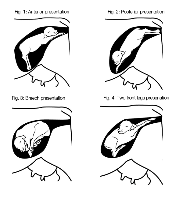 beef-cow-calving-positions-.png beef-cow-calving-positions-.png