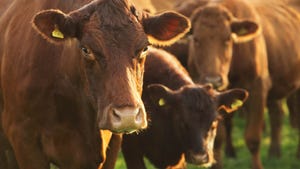 January has not been smooth sailing for cattle producers this year. 
