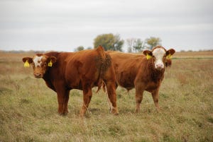 Calf price outlook