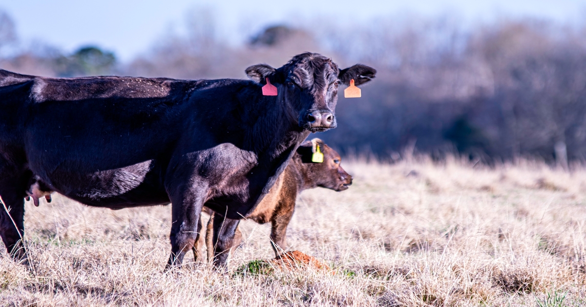 How offspring performance influences culling decision