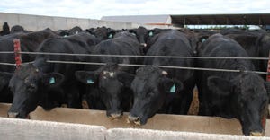 Beef cattle at feeder