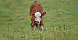 red-and-white calf looking into camera