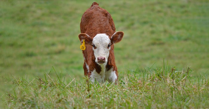 red-and-white calf looking into camera