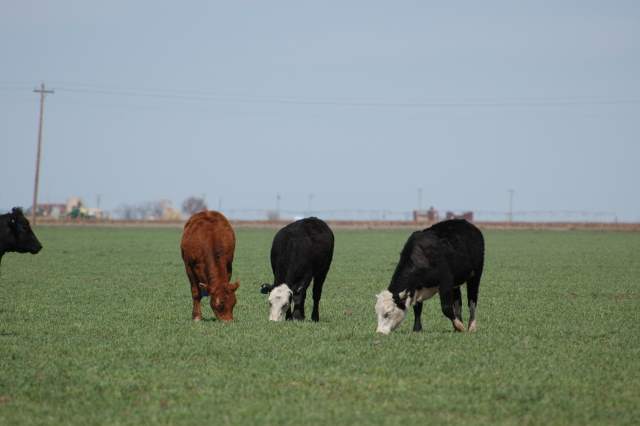 Cattle futures: Trading hope or thin air?