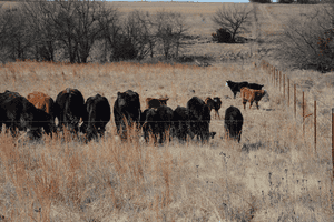 Cows grazing pasture