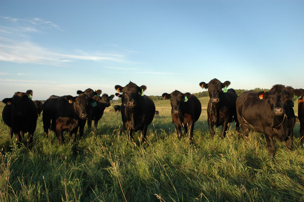 What’s anaplasmosis? What you need to know about this costly cowherd disease What’s anaplasmosis? What you need to know about this costly cowherd disease