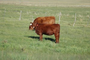 Here’s why managing nutrition and estrus synchronization in yearling heifers is important