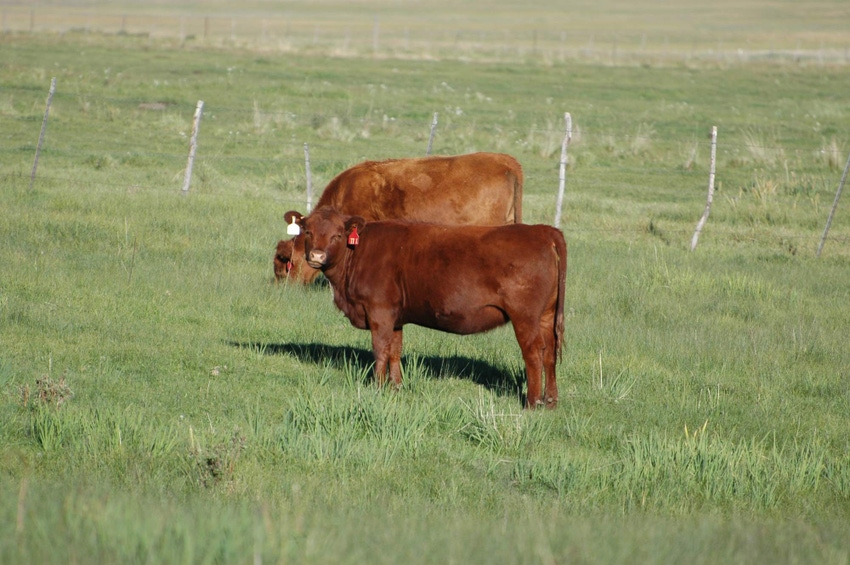 Here’s why managing nutrition and estrus synchronization in yearling heifers is important Here’s why managing nutrition and estrus synchronization in yearling heifers is important