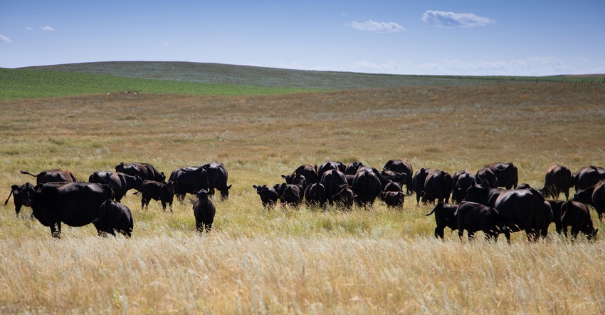 Cattle on pasture Cattle on pasture
