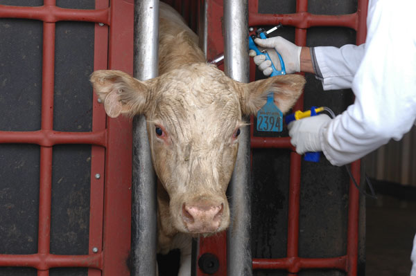U.S. Beef Producers And Veterinarians Surveyed U.S. Beef Producers And Veterinarians Surveyed