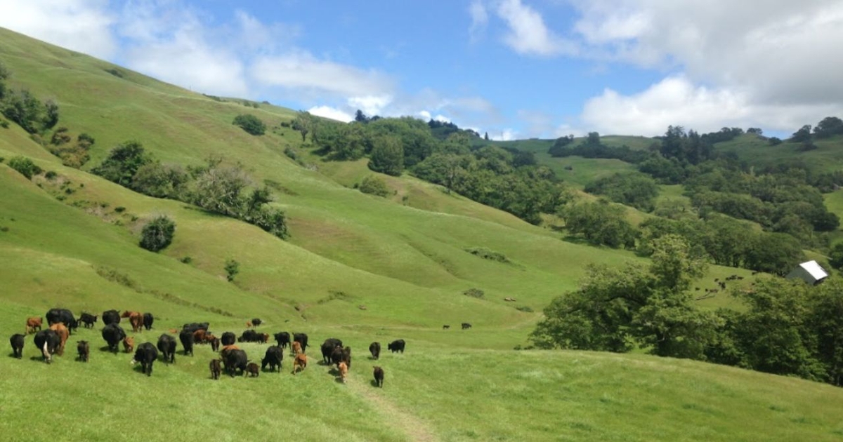 Humboldt County ranching family partners with California Rangeland Trust to permanently conserve their multi-generation ranch