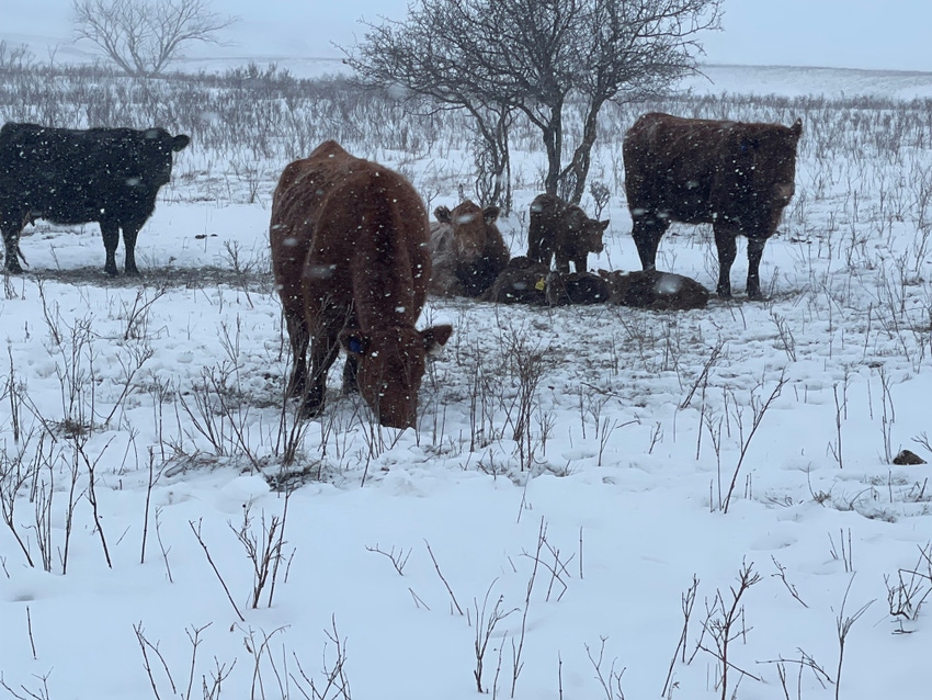 NDSU Cattle Winter.jpeg