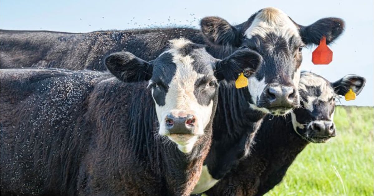 Controlling flies in cow-calf operations