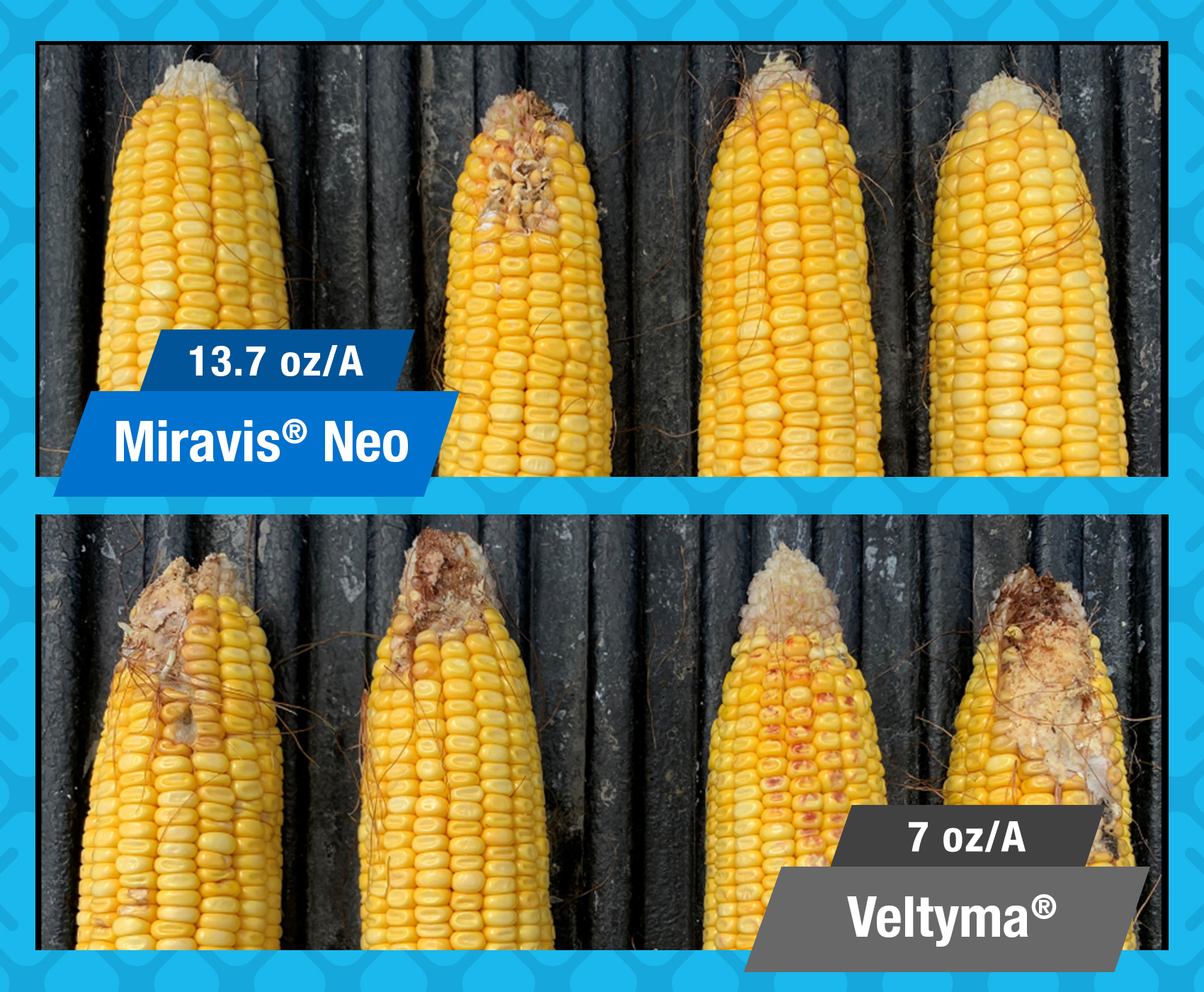 Protect Your Crops, Cattle And ROI From Ear Rot