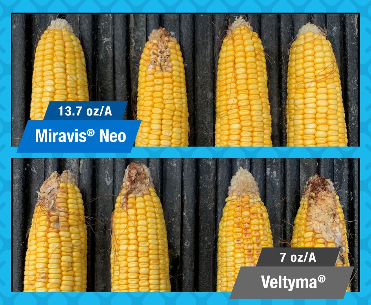 Cattle Ear Rot Protect Your Crops, Cattle And ROI From Ear Rot