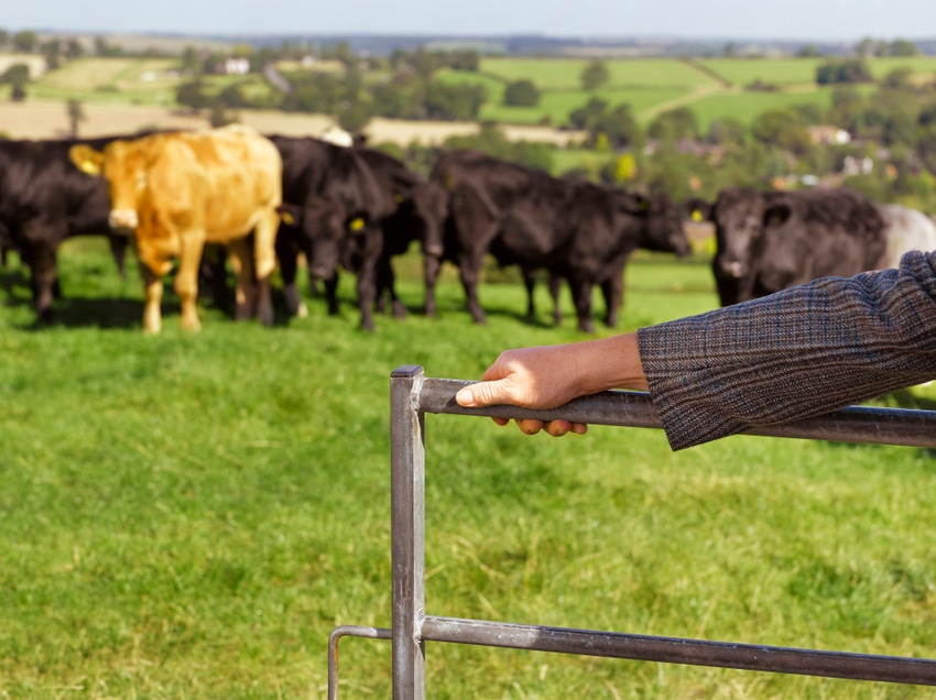 Cattle at gate