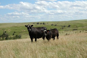 Quick Steps To Help Pastures Recover From Drought