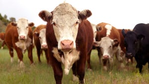 hereford cattle