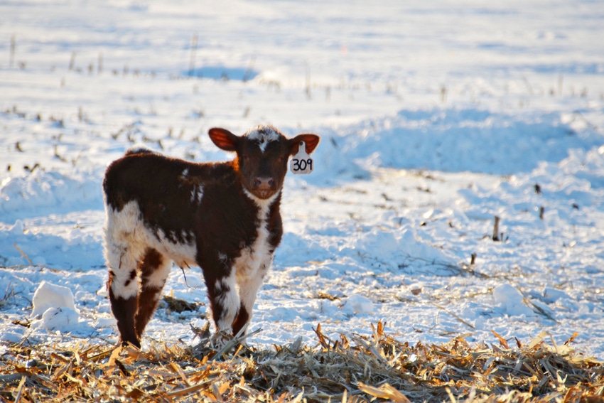 Managing cold stress in newborn calves