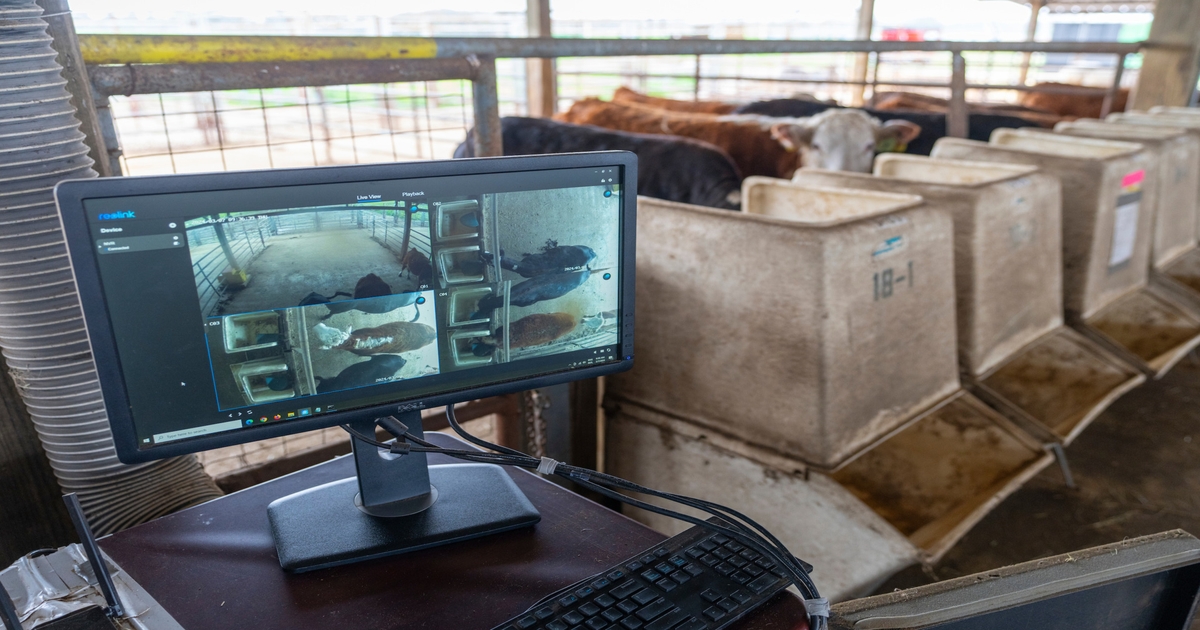 A ‘smart’ examination to improve livestock management efficiency