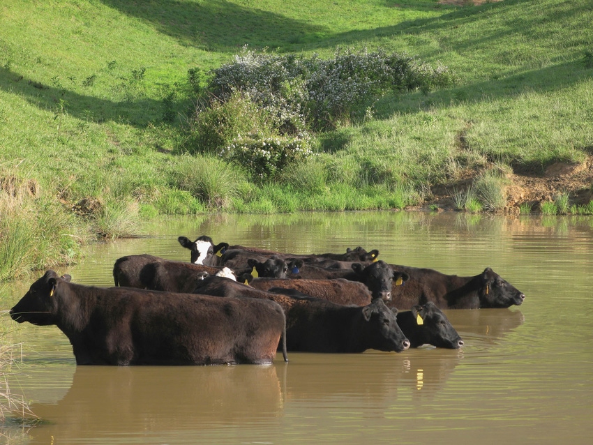 How A Nutritional Consultation With Your Beef Veterinarian Could Improve Your Bottom Line How A Nutritional Consultation With Your Beef Veterinarian Could Improve Your Bottom Line