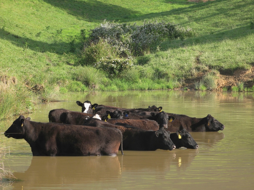 How A Nutritional Consultation With Your Beef Veterinarian Could Improve Your Bottom Line