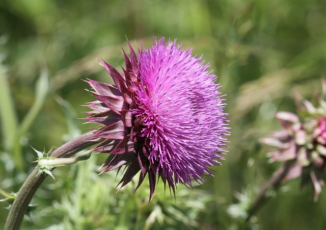 5 resources for choosing the best method to control noxious weeds