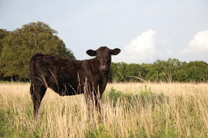 How to use mortality data to improve cattle health protocols