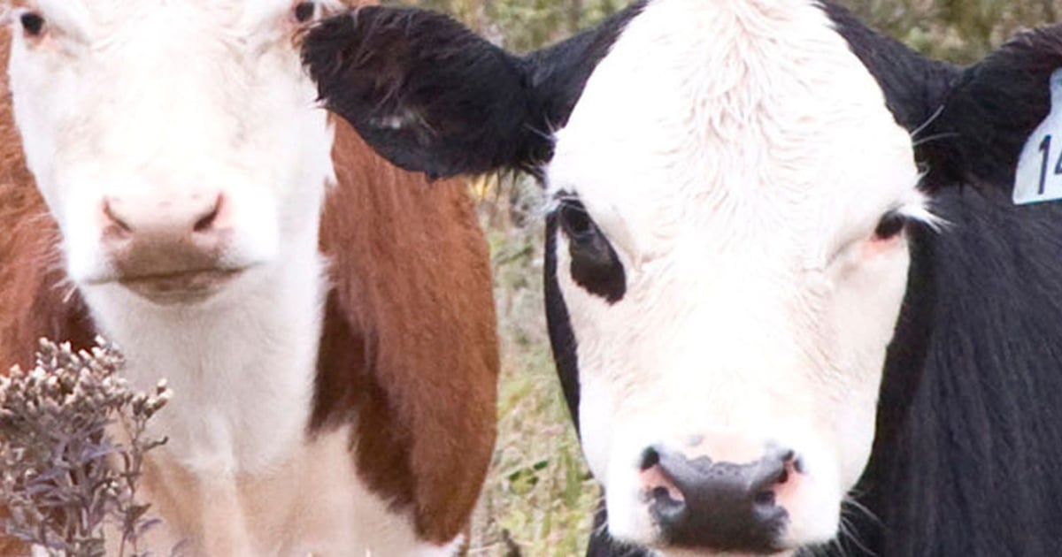 The power of breed diversity in cattle