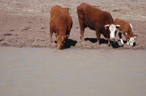 Cows drinking