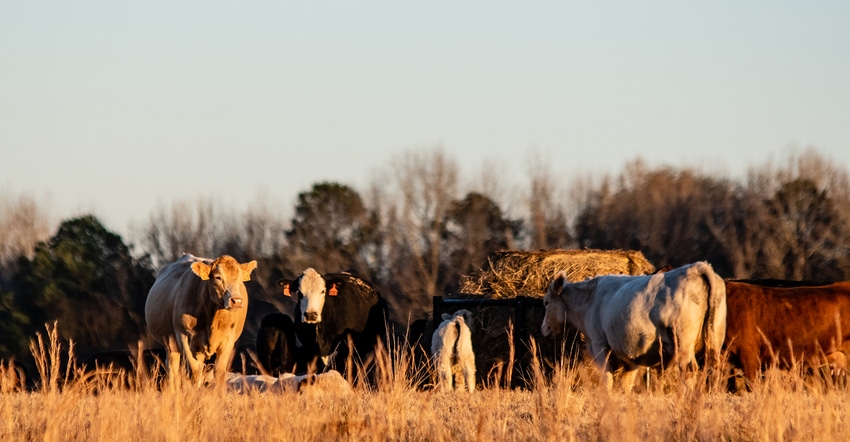 Cows on fall pasture surround a hay feeder with a tree line in the distance.