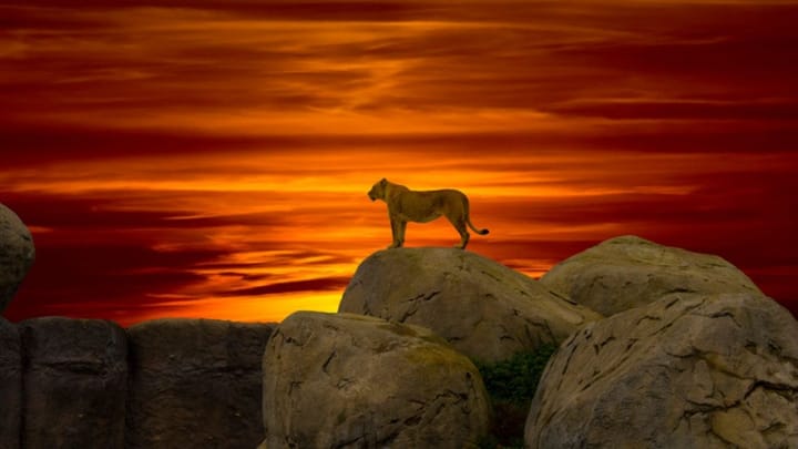 You vs you: The cat that became a lion