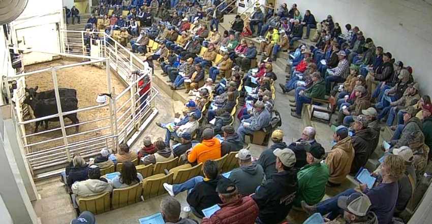 crowd attending Show-Me-Select sale at F&T Livestock Market in Palmyra