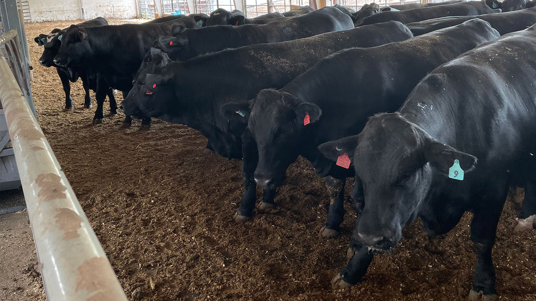Beef-on-dairy continues growing - Vimarsana News