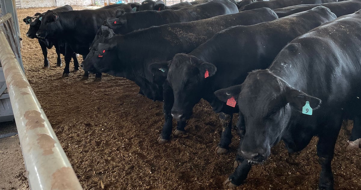 Clark County Feeders | Beef-on-dairy continues growing