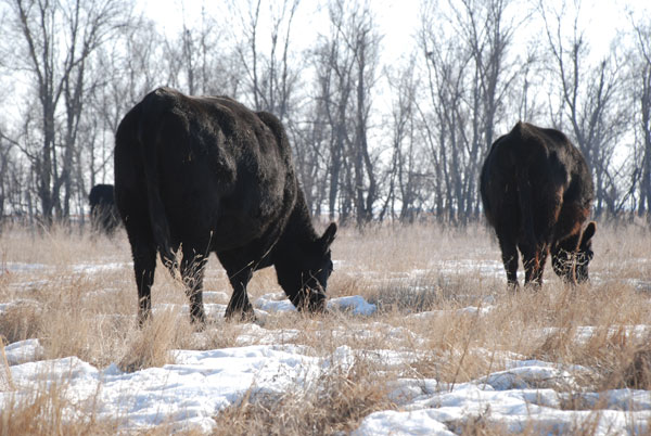 Tips for managing lice in the cow herd during the winter months