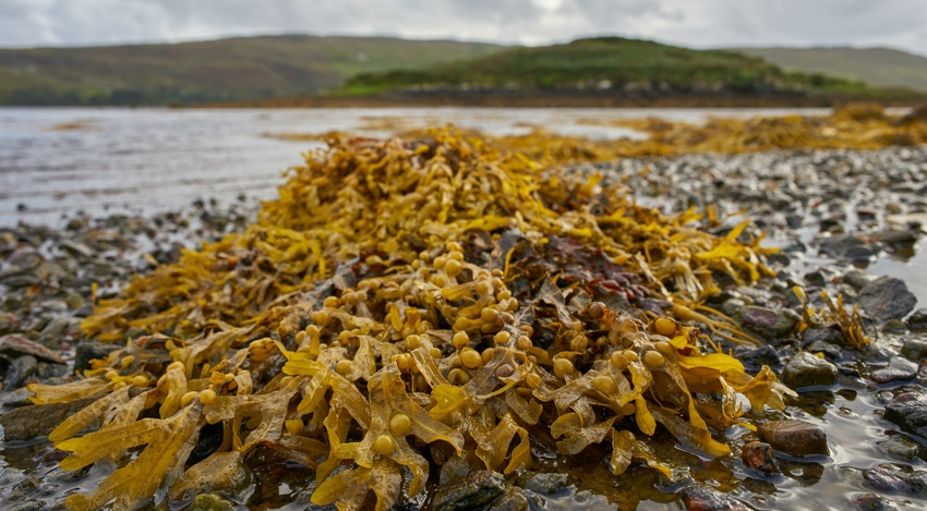 seaweed, image by wolfgang hasselmann.jpg
