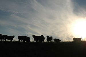Sustainability: The beef industry is leading from the front