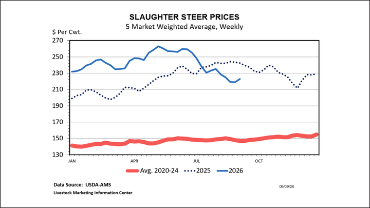 Cattle market shows some signs of stabilizing