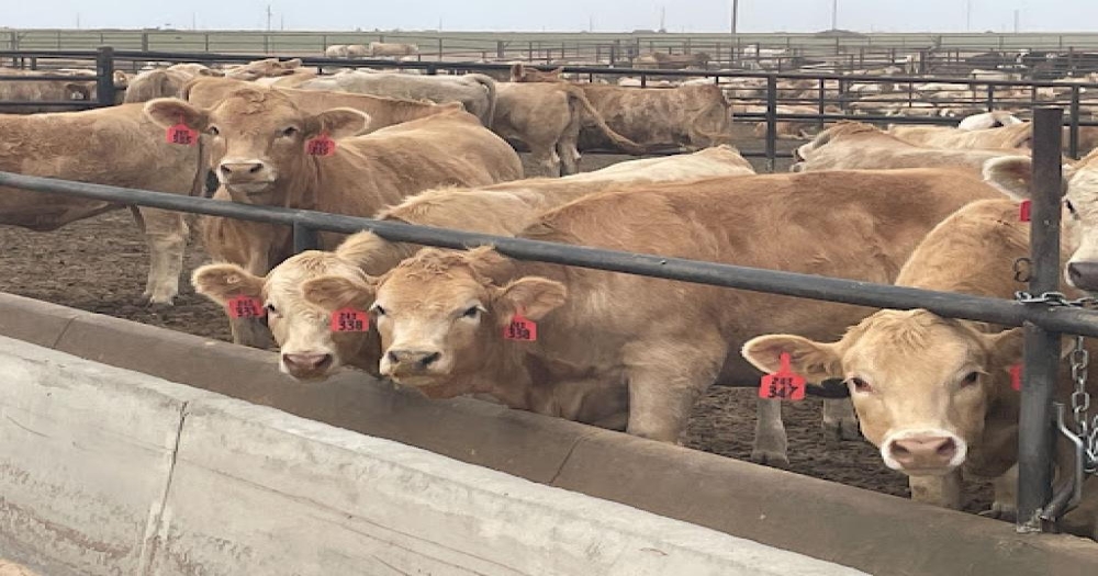 Study to examine cattle viral transmission during commingling