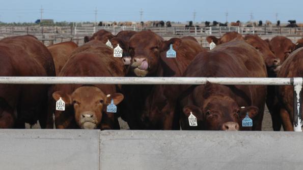 Alternative cattle marketing decisions for tough times