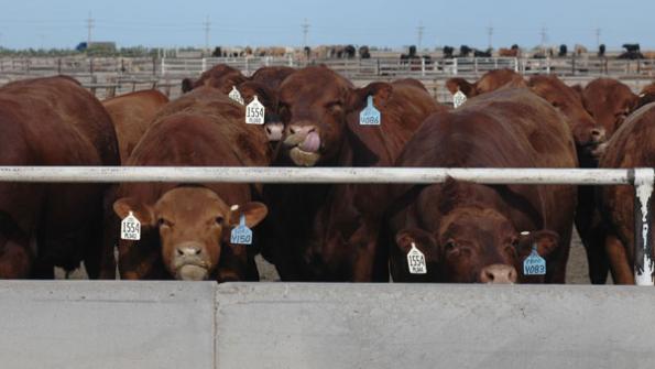 Alternative cattle marketing decisions for tough times Alternative cattle marketing decisions for tough times
