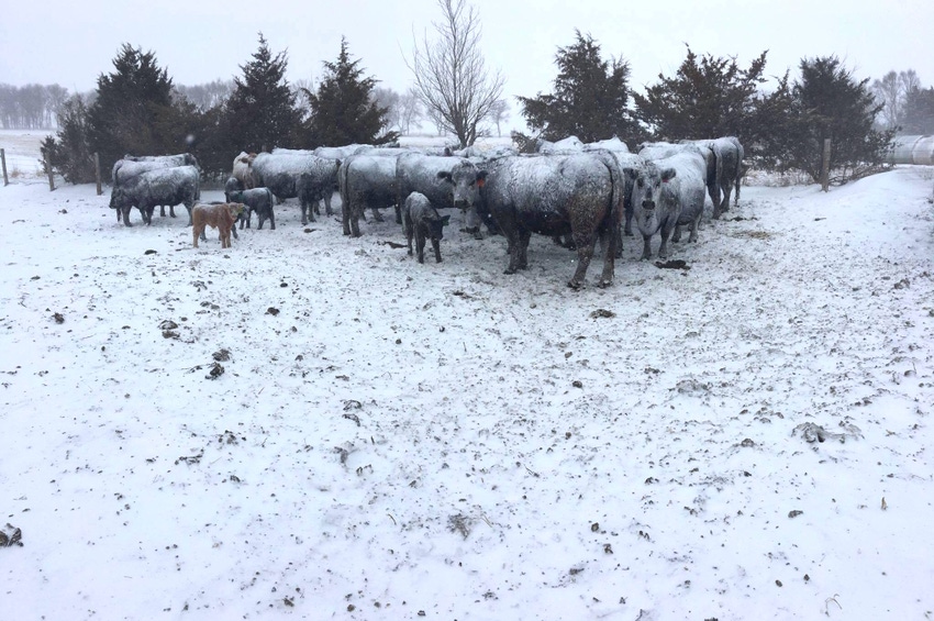 Bovine antibodies could prevent flu outbreaks Bovine antibodies could prevent flu outbreaks
