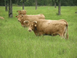 8 ideas for developing an old, productive cow herd
