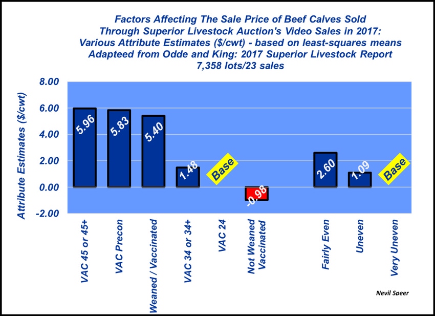 Management matters in getting top bids for your feeder calves
