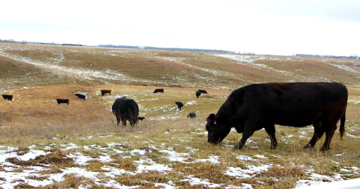 Rancher Winter Poem