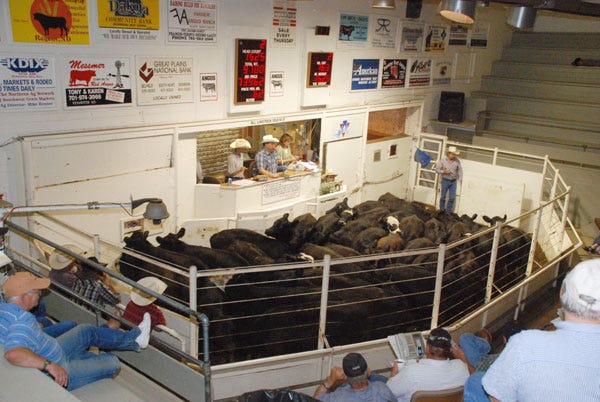5 Trending Headlines: Increasing cull cow value; PLUS: A solution to wild horses? 5 Trending Headlines: Increasing cull cow value; PLUS: A solution to wild horses?