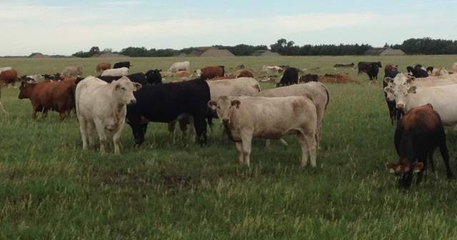 Cows Rights USDA opens the door to animal rights groups