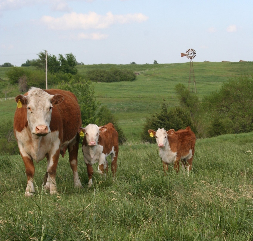 KSU hereford cattle.jpg